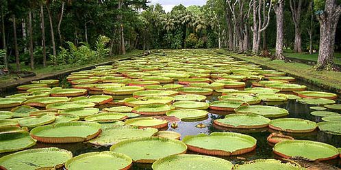 Botanical garden mauritius (2)